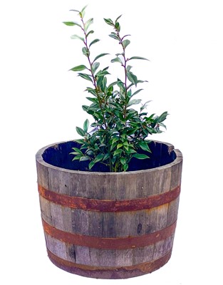 Lot 531 - A metal bound coopered barrel planter.