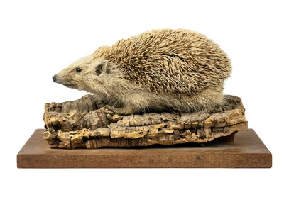 Lot 194 - A taxidermy long-eared hedgehog