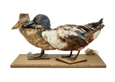 Lot 142 - A  pair of taxidermy shovelers, male and female.