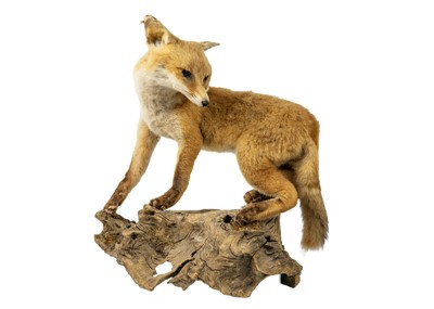 Lot 209 - A taxidermy fox-cub