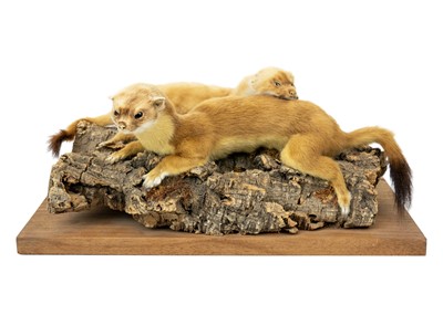Lot 136 - A pair of taxidermy stoats.