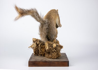 Lot 193 - Two taxidermy examples of a red and a grey squirrel