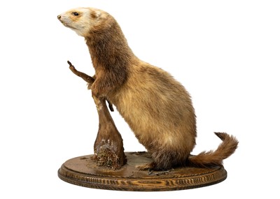 Lot 237 - A taxidermy polecat