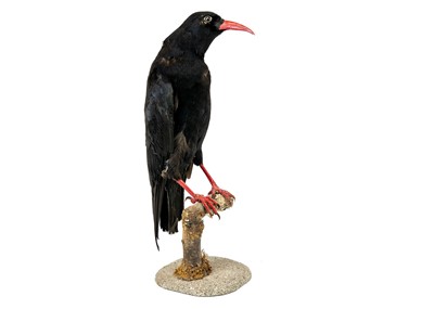 Lot 155 - A taxidermy chough