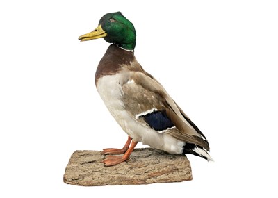 Lot 151 - A taxidermy mallard