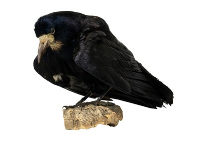 Lot 219 - A taxidermy rook