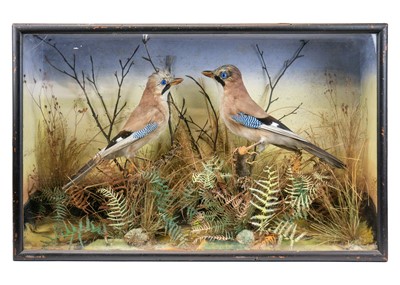 Lot 10 - Two taxidermy Jay birds Garralus glandarius.