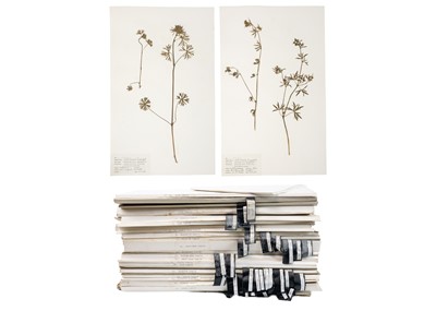 Lot 206 - Herbarium, a well-presented collection of pressed plants and flowers.