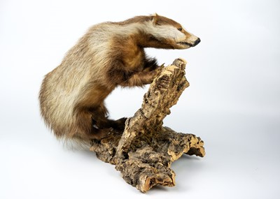 Lot 299 - A taxidermy European erythristic ginger badger