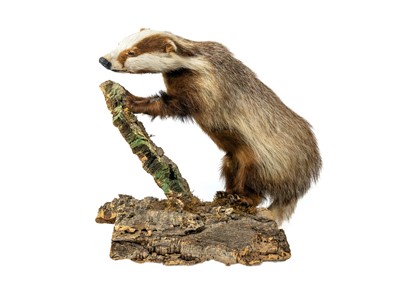 Lot 112 - A  pair of taxidermy shovelers, male and female. / A taxidermy European erythristic ginger badger