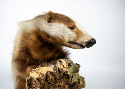 Lot 299 - A taxidermy European erythristic ginger badger