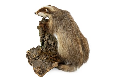 Lot 299 - A taxidermy European erythristic ginger badger