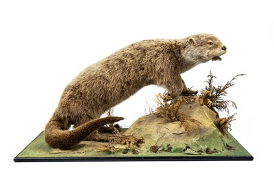 Lot 179 - A taxidermy otter