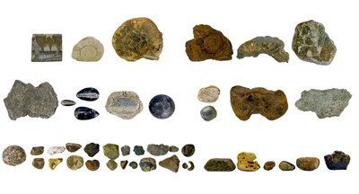 Lot 317 - A collection of fossils.