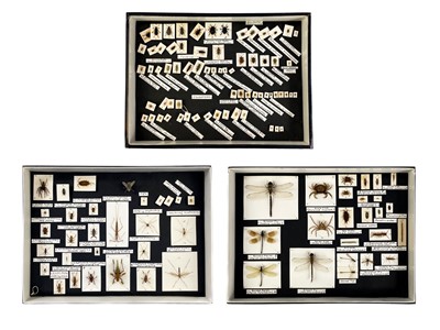 Lot 215 - Three cased displays of insects and arachnids.