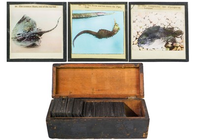 Lot 1373 - A collection of magic lantern slides.