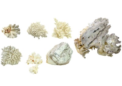 Lot 117 - A collection of coral fossil specimens.