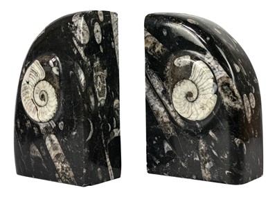 Lot 77 - A pair of polished goniatite orthoceras marble bookends.