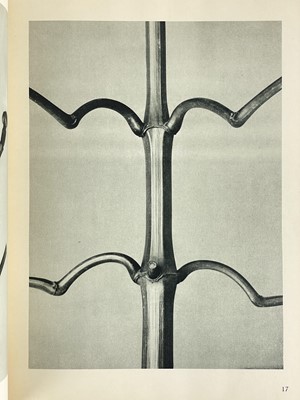 Lot 166 - (Photography) BLOSSFELD, Karl