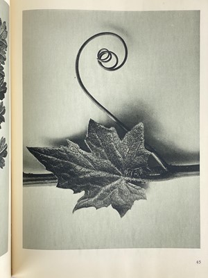 Lot 166 - (Photography) BLOSSFELD, Karl