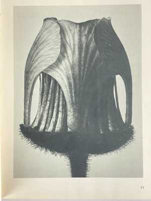 Lot 166 - (Photography) BLOSSFELD, Karl