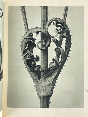 Lot 166 - (Photography) BLOSSFELD, Karl