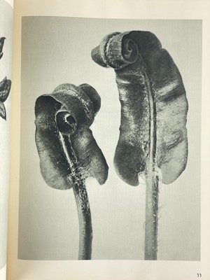 Lot 166 - (Photography) BLOSSFELD, Karl