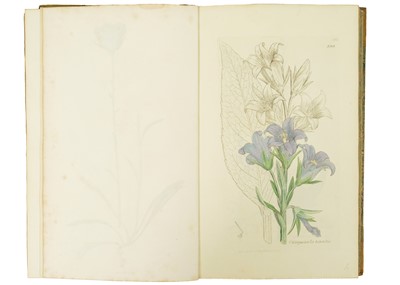 Lot 6 - (Botany) James Sowerby illustrations