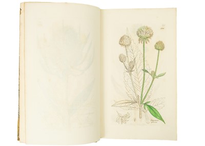 Lot 6 - (Botany) James Sowerby illustrations