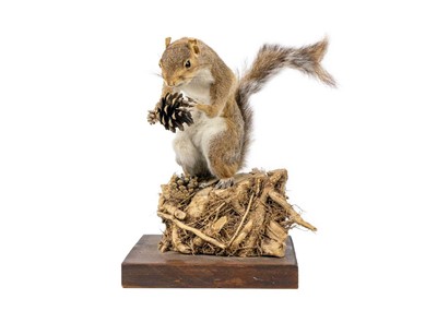 Lot 1318 - Taxidermy study of grey squirrel.