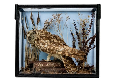 Lot 1322 - Taxidermy short ear owl.