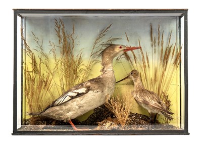 Lot 1387 - Taxidermy Goosander and Godwit.