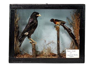 Lot 1320 - Taxidermy Alpine Chough and a Long-tailed Paradise Whydah.