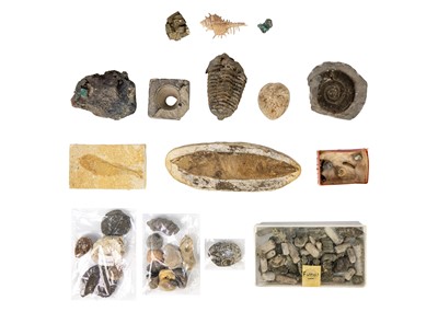 Lot 1414 - A collection of fossils.