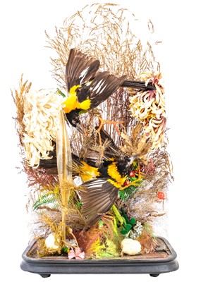 Lot 61 - A Victorian taxidermy display of birds.