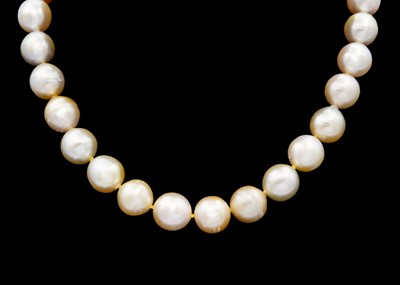 Lot 259 - An Indonesian South Sea golden pearl necklace with 14ct ball clasp.