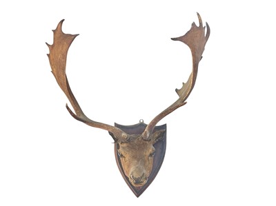 Lot 121 - A mounted fallow deer head