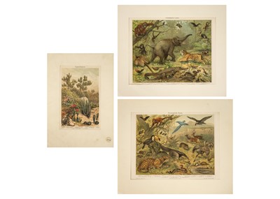 Lot 246 - 'Neotopische Fauna' and 'Orientalische Fauna'