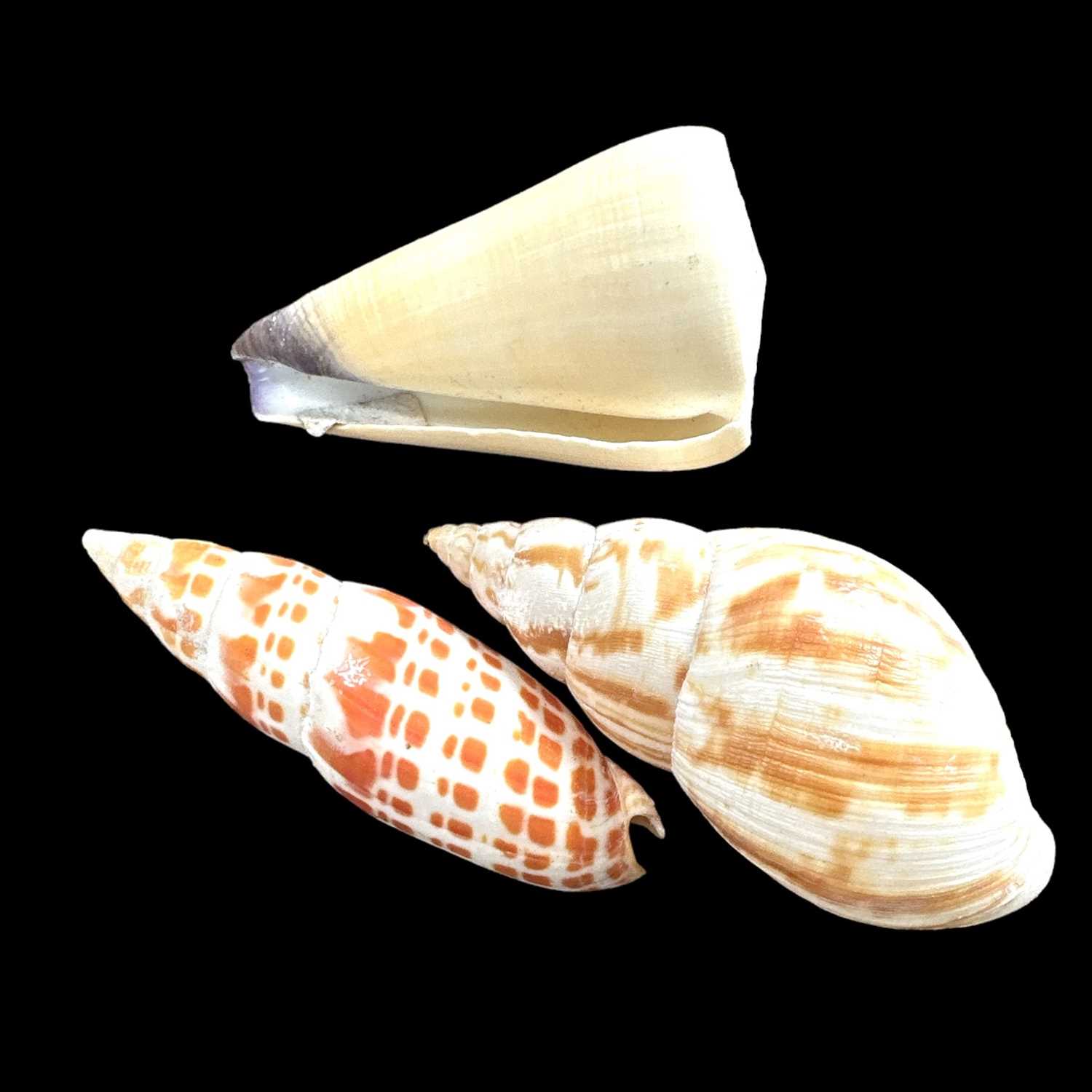 Lot 35 - A lovely collection of shells from the