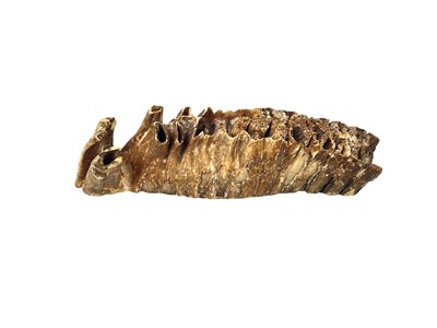 Lot 137 - A fossilized mammoth tooth.