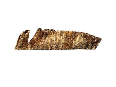 Lot 137 - A fossilized mammoth tooth.