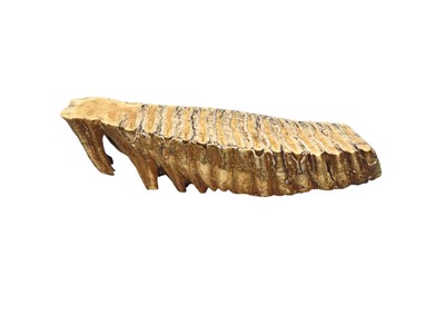 Lot 137 - A fossilized mammoth tooth.
