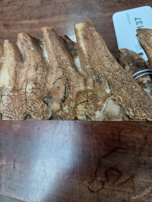 Lot 137 - A fossilized mammoth tooth.