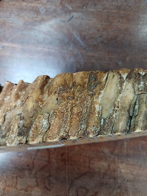 Lot 137 - A fossilized mammoth tooth.