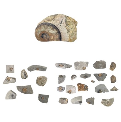 Lot 149 - A collection of fossils.