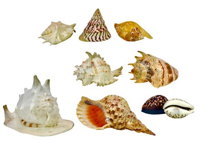 Lot 6 - Conchology: Various shells.