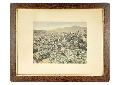 Lot 335 - An Indian Tea Plantation coloured photographic print on card.