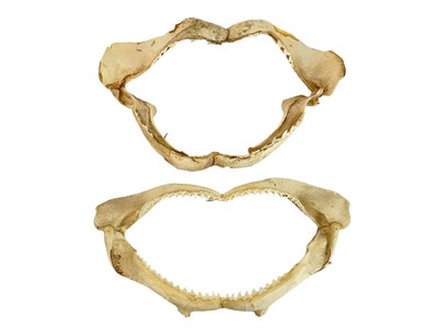 Lot 93 - A set of shark jaws and teeth.