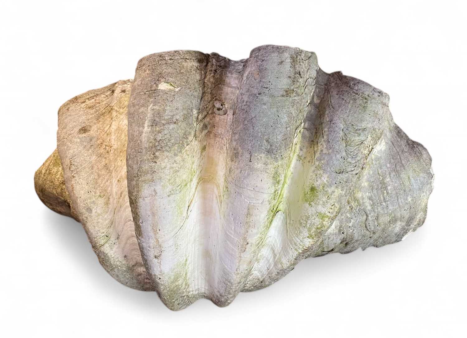 Clam Shell Window Lot 123 - A Victorian large weathered clam shell.