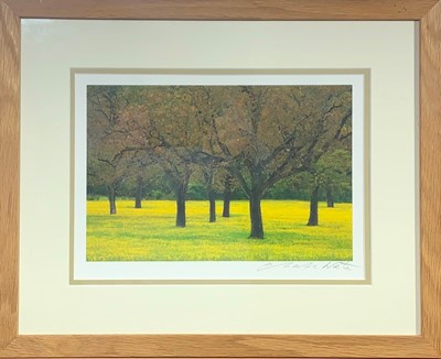 Lot 1441 - Charlie WAITE (b.1949) Landscape with Trees...